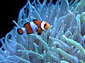 Clown fish swimming