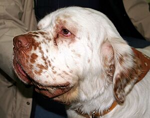 Archivo:Clumber spaniel głowa 454