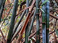 Archivo:Clytoctantes atrogularis, bamboo feeding, Jaci-Paraná, Rondônia
