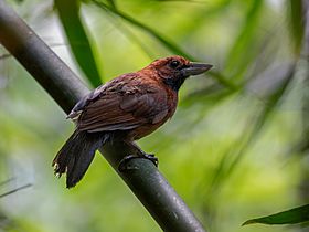 Clytoctantes atrogularis Rondonia Bushbird (female), Porto Velho, Rondônia, Brazil.jpg