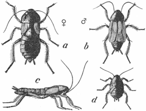 Archivo:Common Cockroach - Project Gutenberg eText 16410