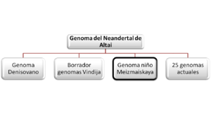 Archivo:Comparación del Genoma del Neandertal de Altai con genomas de otros homínidos por Prüfer et al., 2014.