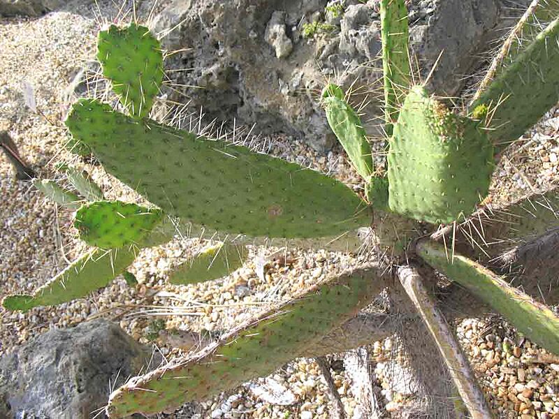 Consolea corallicola 2