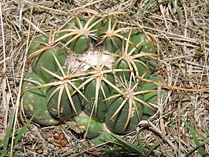 Archivo:Coryphantha elephantidens elephantidens 3