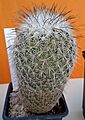 Coryphantha werdermannii 1e