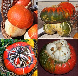 Archivo:Cucurbita maxima Turban group - 4 cultivars compose
