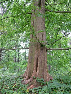 Archivo:Dawn Redwood Metasequoia glyptostroboides Trunk 2448px