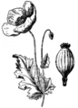 EB1911 - Opium Poppy (Papaver somniferum)
