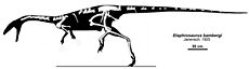 Archivo:Elaphrosaurus bambergi