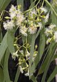 Eucalyptus crebra flowers