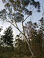 Eucalyptus pauciflora tree
