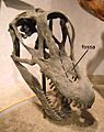 Felch Quarry Brachiosaurus