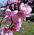 Fleurpecher