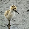 Flickr - coniferconifer - Baby of Black-winged Stilt