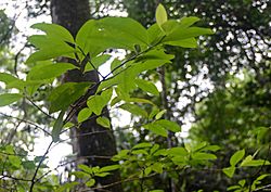 Flickr - ggallice - Amazonian coca (cropped).jpg