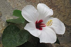 Archivo:Flor Blanca Nicaragua