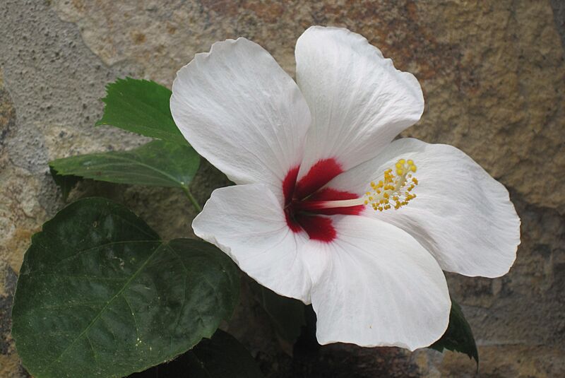 Flor Blanca Nicaragua