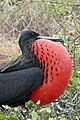 Fregata magnificens
