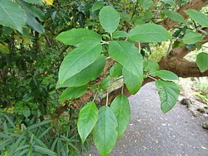 Archivo:Fuchsia excorticata CHCH 2