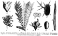 Gleditsia triacanthos Taub92