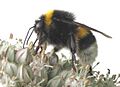 Grote aardhommel op prei (Bombus magnus on Allium porrum )