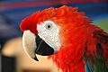 Guacamayo - Ara Macao