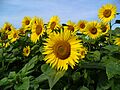 Helianthus annuus 0001