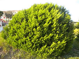 Archivo:Juniperus phoenicea subsp. turbinata 2601