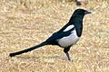 Korean magpie in Daejeon