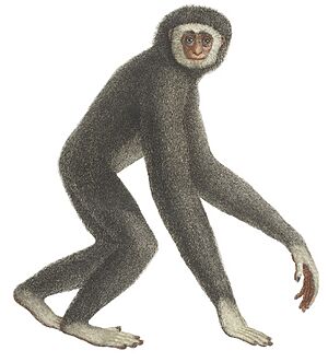 Archivo:Le gibbon (white background)
