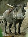 Lightmatter warthog
