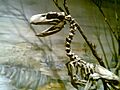 MEF Paraphysornis