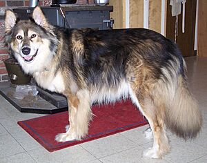 Archivo:MackenzieRiverHusky