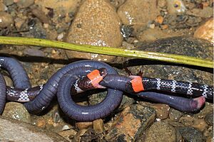 Archivo:Micrurus mipartitus Western Columbia competing over Caecilia sp. 3