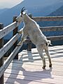 Mountain goat - artificial salt lick