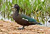 Muscovy Duck (Cairina moschata) male (29039391935).jpg