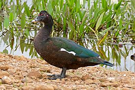 Muscovy Duck (Cairina moschata) male (29039391935).jpg