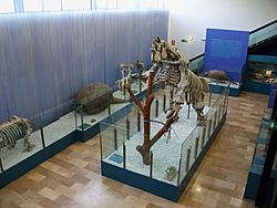 Archivo:Museu de Ciències Naturals de València, amb el Megateri al centre