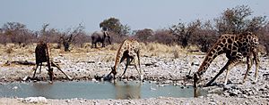 Archivo:Namibie Etosha Girafe 01