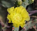 Opuntia flower Greece
