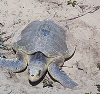 Padre Island National Seashore - Kemps Ridley Sea Turtle.jpg