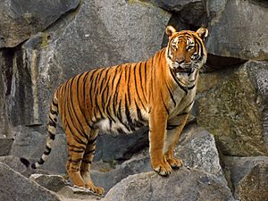 Archivo:Panthera tigris corbetti (Tierpark Berlin) 832-714-(118)
