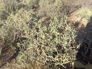 Archivo:Pencil-Cholla--3 (4645318766)