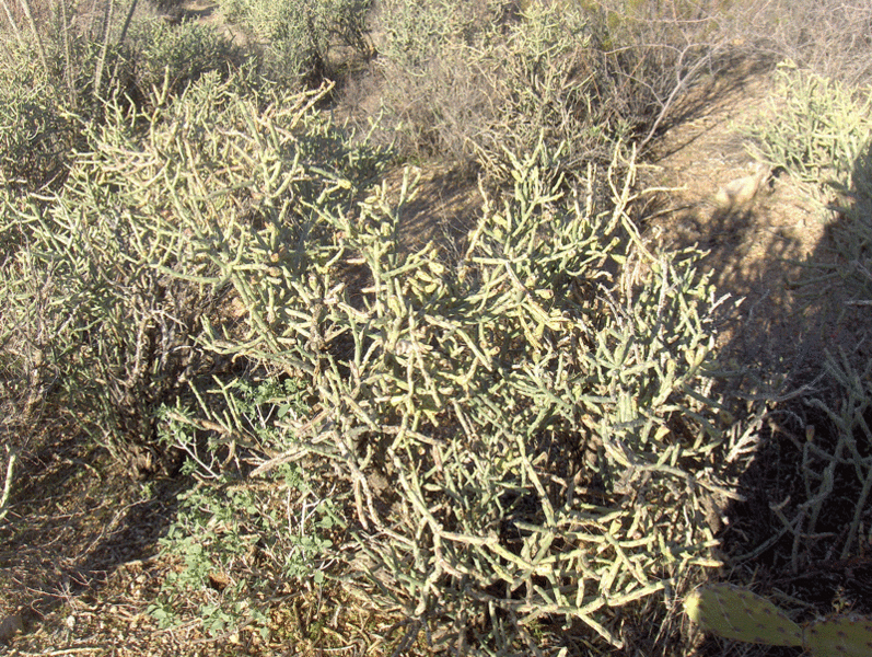 Pencil-Cholla--3 (4645318766)