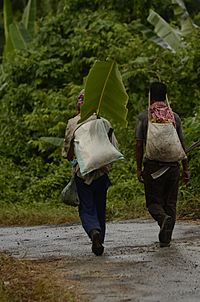 Archivo:People using banana leaves as an umbrella in Nagaland JEG4759