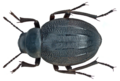 Pimelia ascendens Wollaston, 1864 (14341625972)