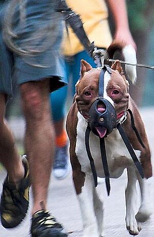 Archivo:Pit bull restrained