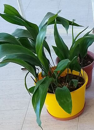 Archivo:Planta interior