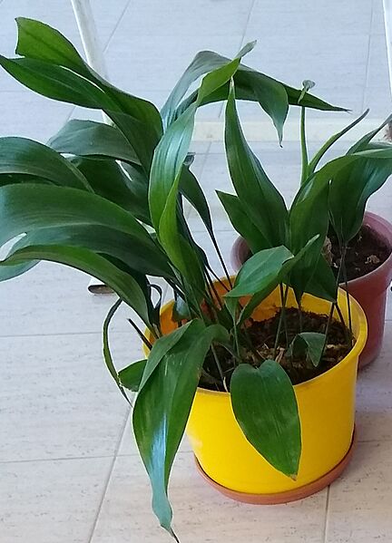 Planta interior