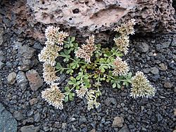 Polycarpaea divaricata Montana del Cuervo (2).jpg